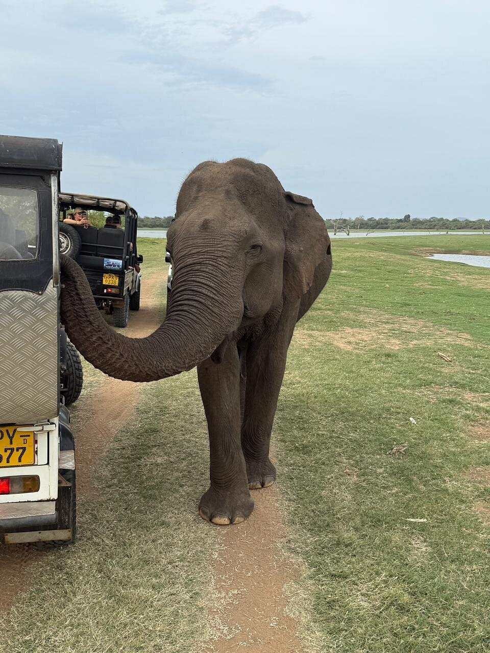 Wildlife at golden hour